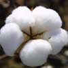 Cotton